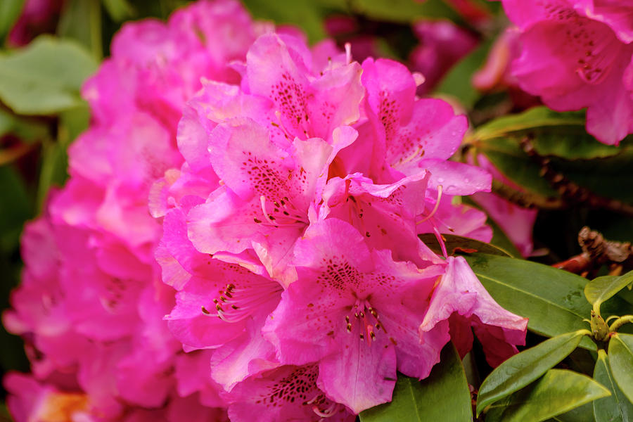 Bright Pink Rhododendron Photograph by Teri Virbickis