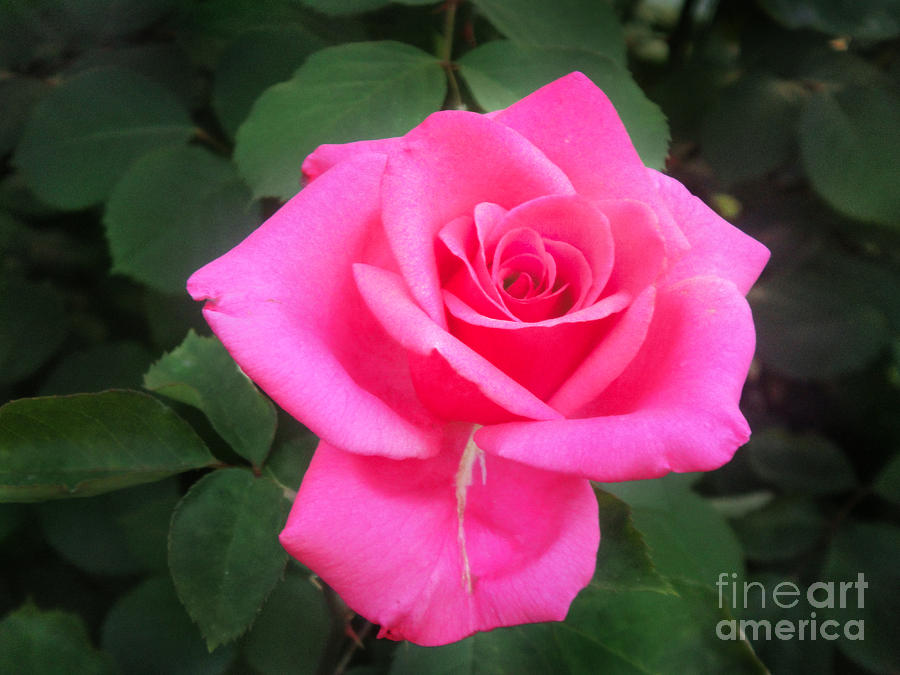 Bright-pink rose 049 Photograph by Sofia Goldberg - Pixels