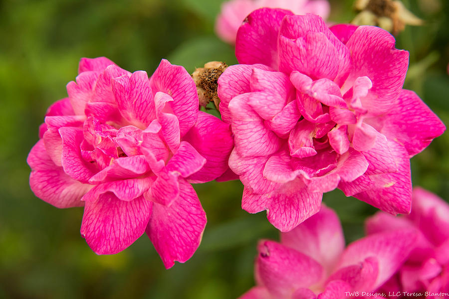 Spring Photograph - Bright Pink Roses by Teresa Blanton