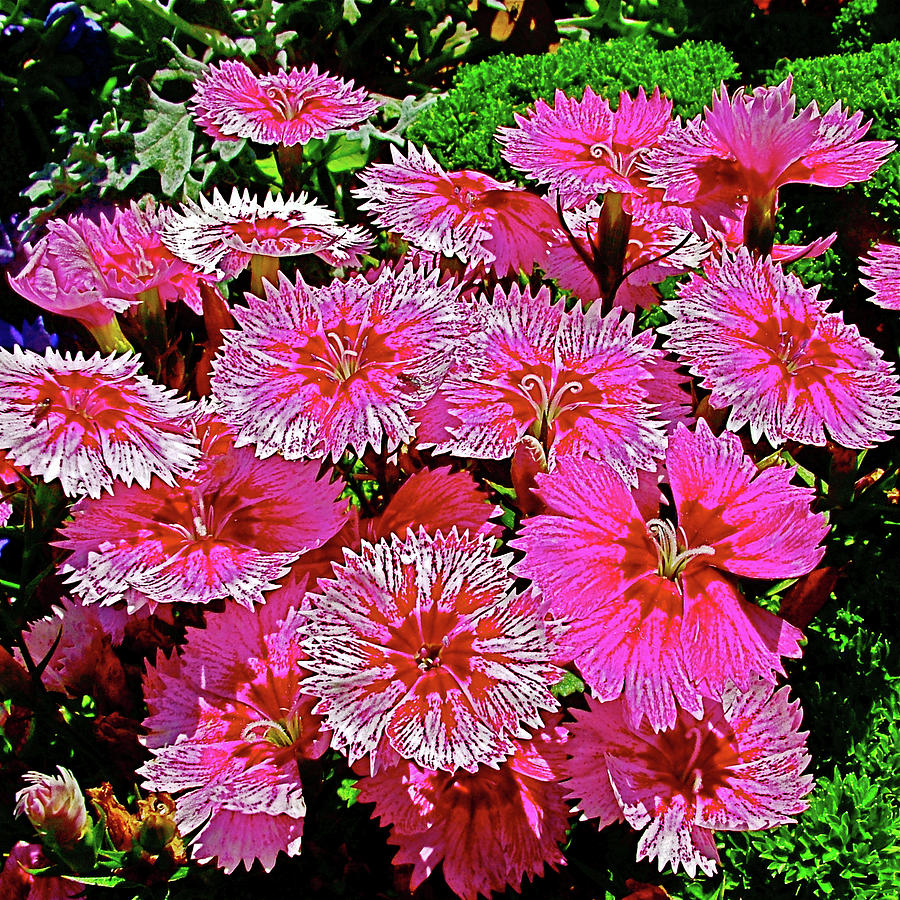 Bright Pink Sweet William in Bellingrath Gardens in Mobile, Alabama Photograph by Ruth Hager