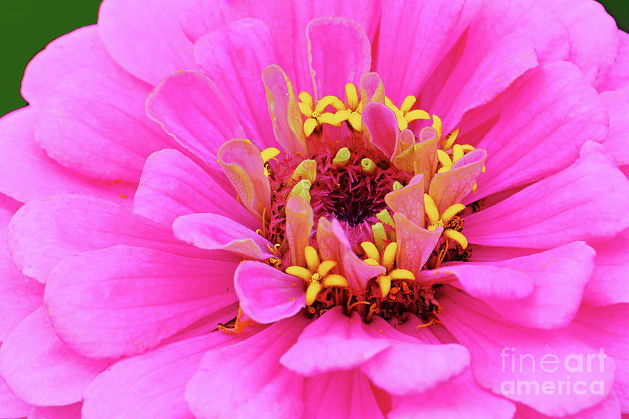 Bright Pink Zinnia Photograph