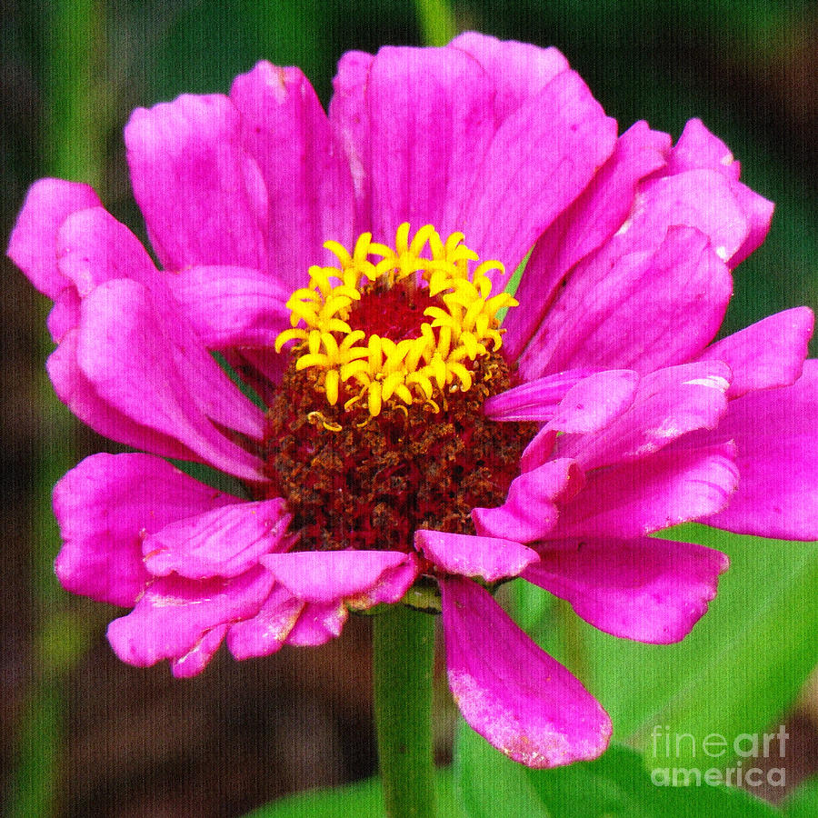 Bright Pink Zinnia Photograph by Sue Melvin