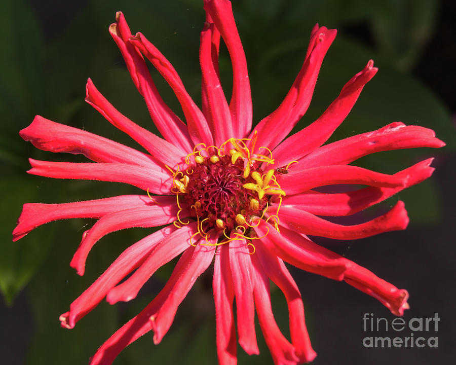 Bright Pink Zinnia with a Tiny Red Ant Photograph by MM Anderson