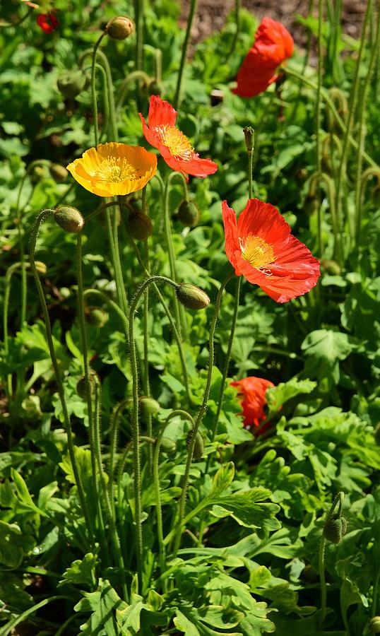 Bright Poppies 1 Photograph by Linda Brody