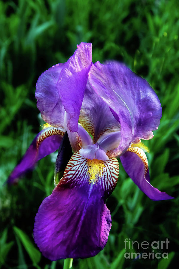 Bright Purple Iris Photograph by Robert Bales