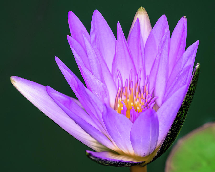 Bright Purple Water Lily Photograph by Artful Imagery