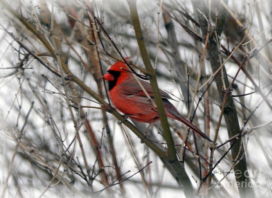 Bright red Bird Photograph by Yumi Johnson