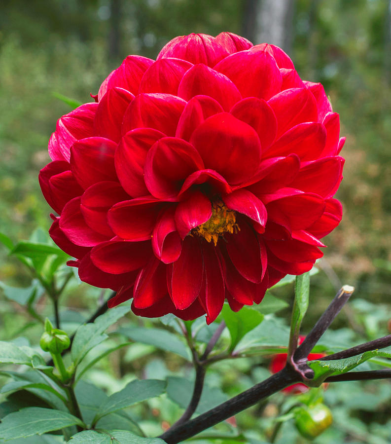 Flower Photograph - Bright Red Dahlia by Arlene Carmel