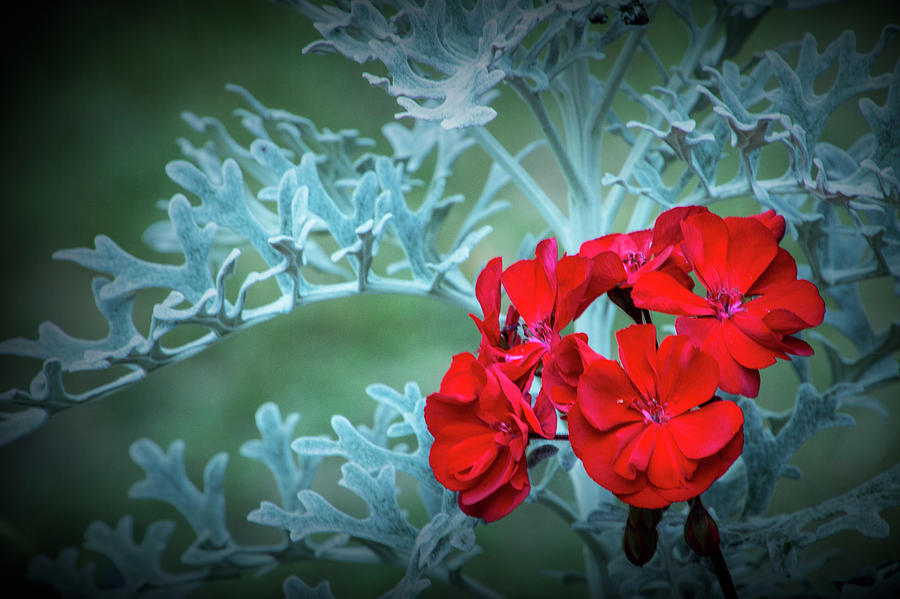 Bright Red Flower Blossom against a Background of Light Blue Leaves Photograph by Randall Nyhof