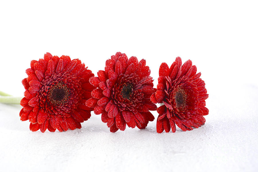 Bright red gerbera daisy flowers Photograph by Milleflore Images
