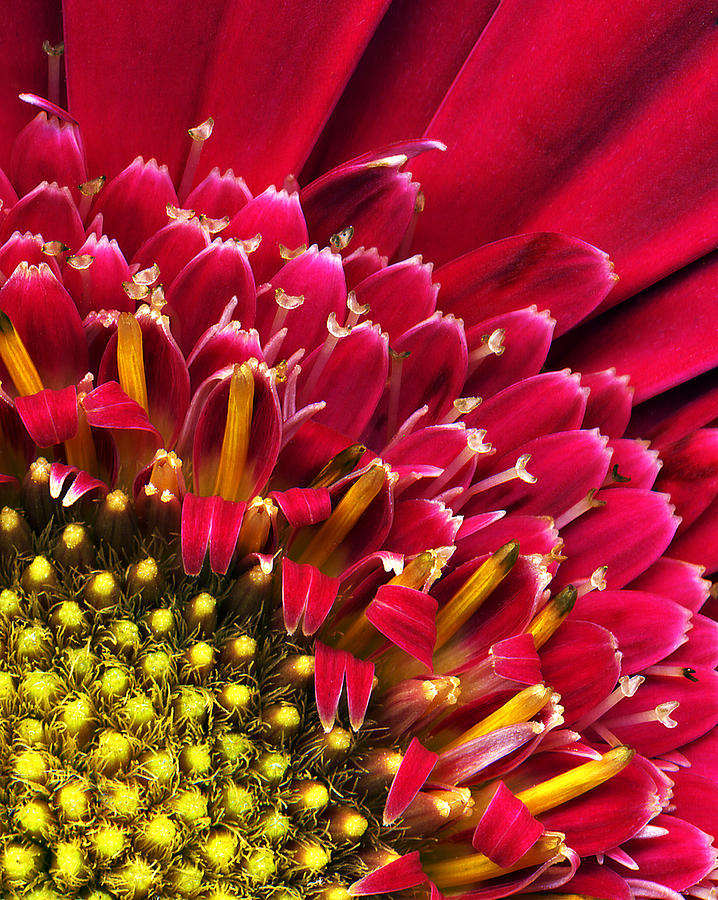 Bright Red Gerbera Daisy Photograph by Marilyn Hunt