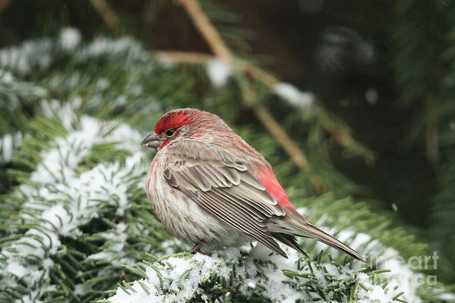 Winter Photograph - Bright Red House Finch by Alyce Taylor