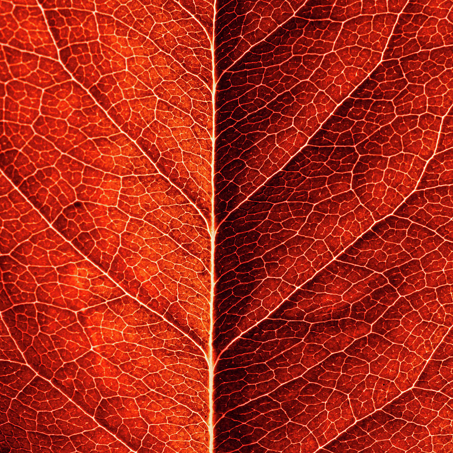 Bright red leaf texture Photograph by Michal Durinik - Pixels