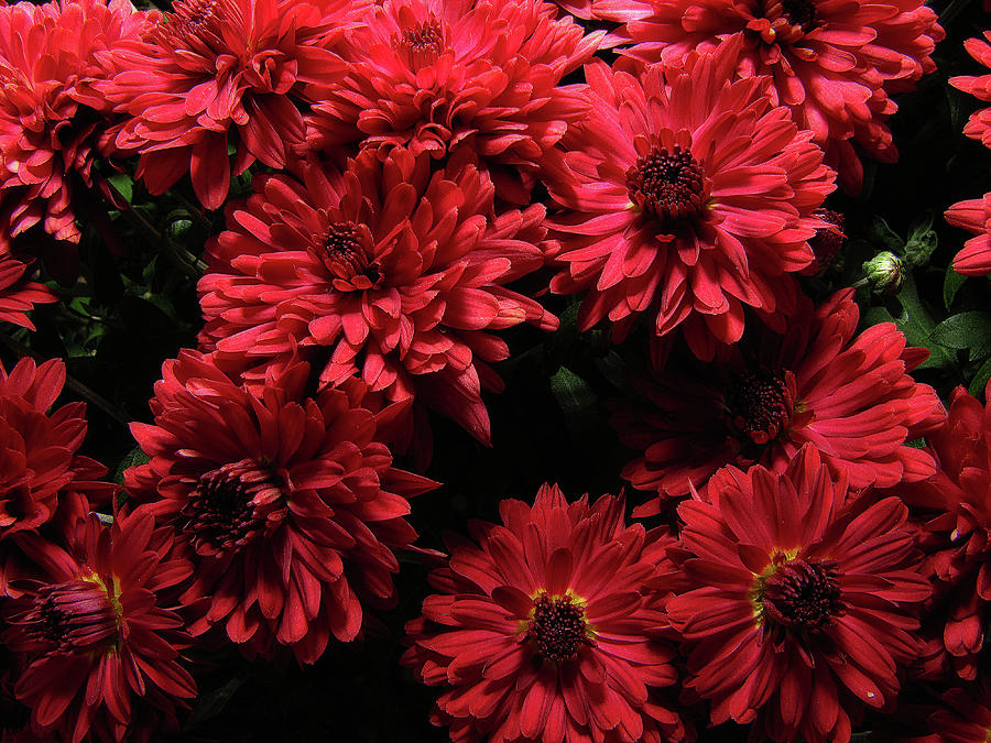 Bright Red Mums Photograph by Scott Hovind
