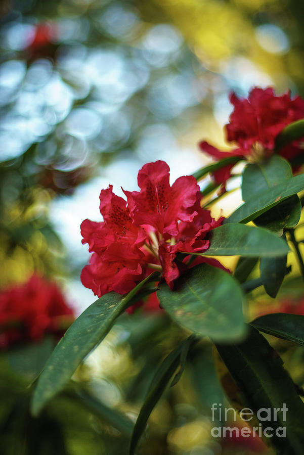 Bright Red Rhododendron Photograph by Mike Reid