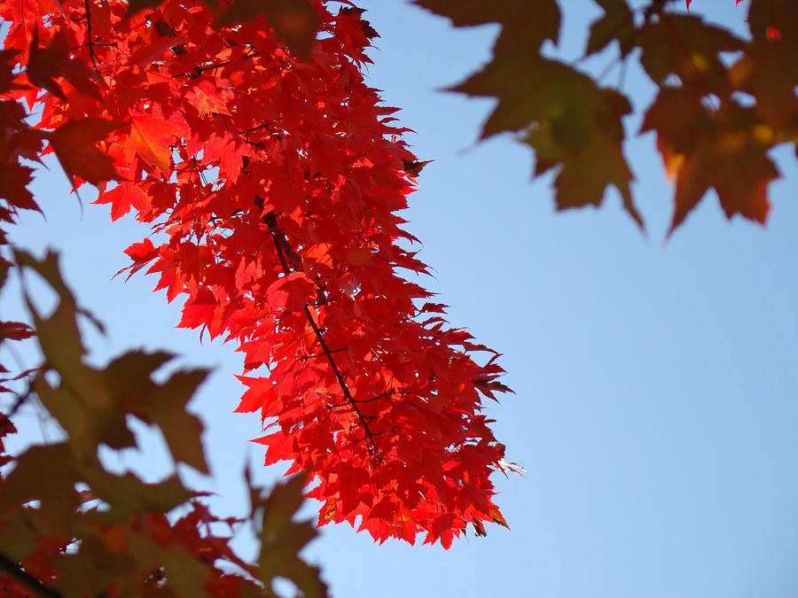 Nature Photograph - BRIGHT RED SUNLIT AUTUMN LEAVES Fall Trees by Patti Baslee