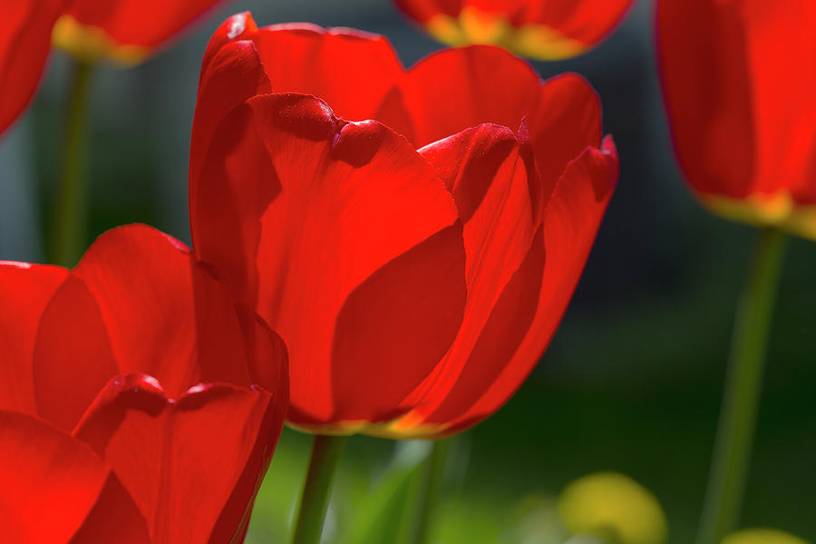 Bright Red Tulips Photograph by David Stasiak