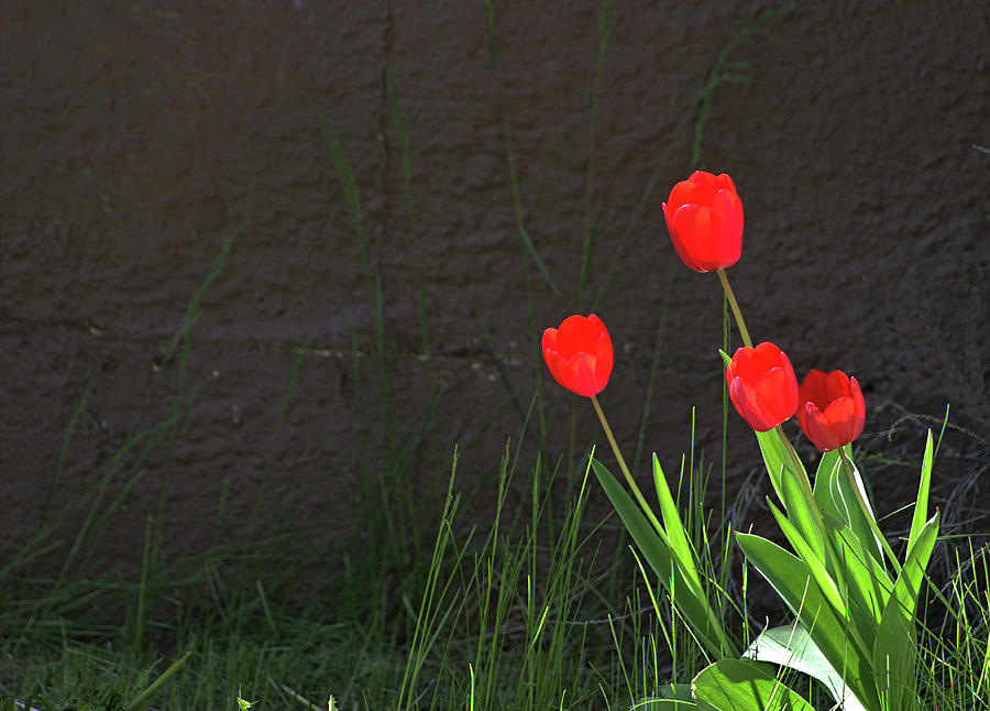 Bright Red Tulips Photograph by Scott Carlton