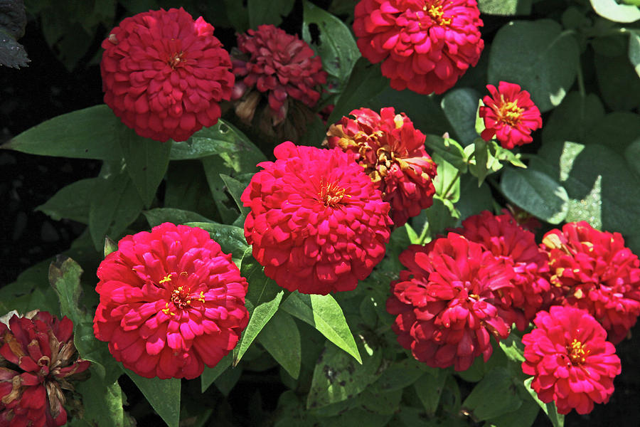 Bright Red Zinnias Patches of Sunlight Dark Green Foliage Background 2 952017 Photograph by David Frederick