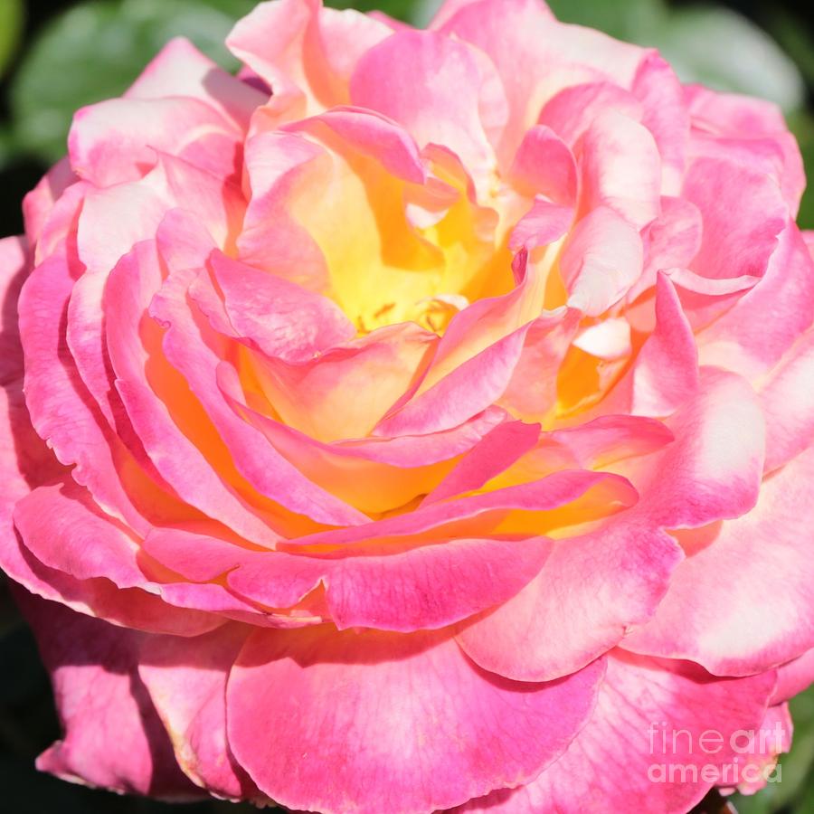 Bright Rose Photograph by Carol Groenen