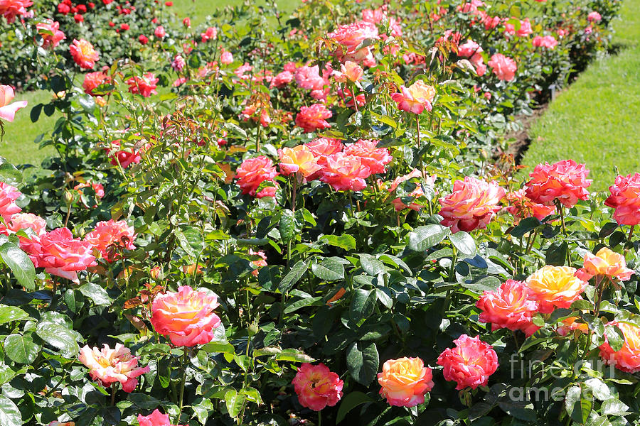 Bright Rose Garden Photograph by Carol Groenen