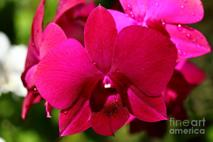 Orchid Photograph - Bright Scarlet Red Orchid by Christiane Schulze Art And Photography