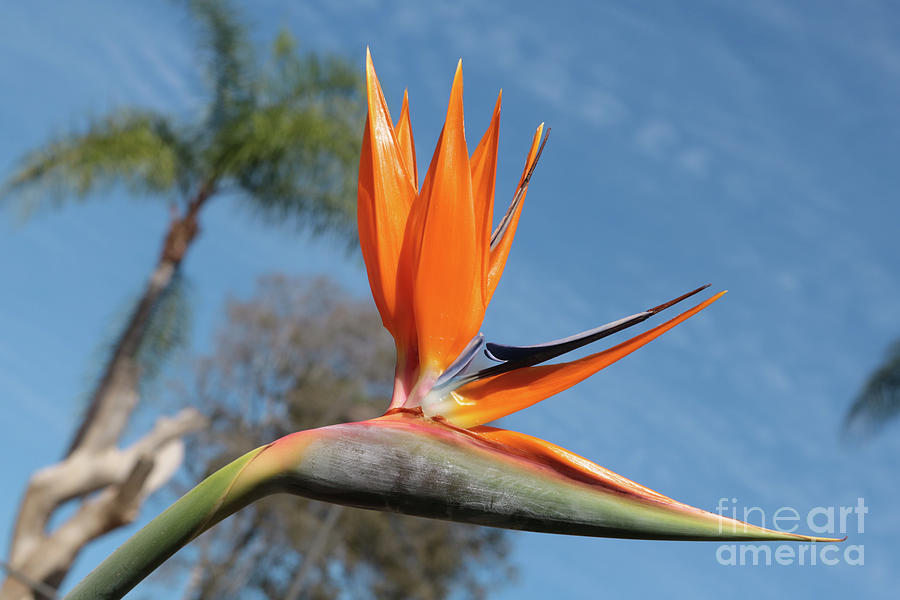 Bright Skies and Bird of Paradise Photograph by Carol Groenen