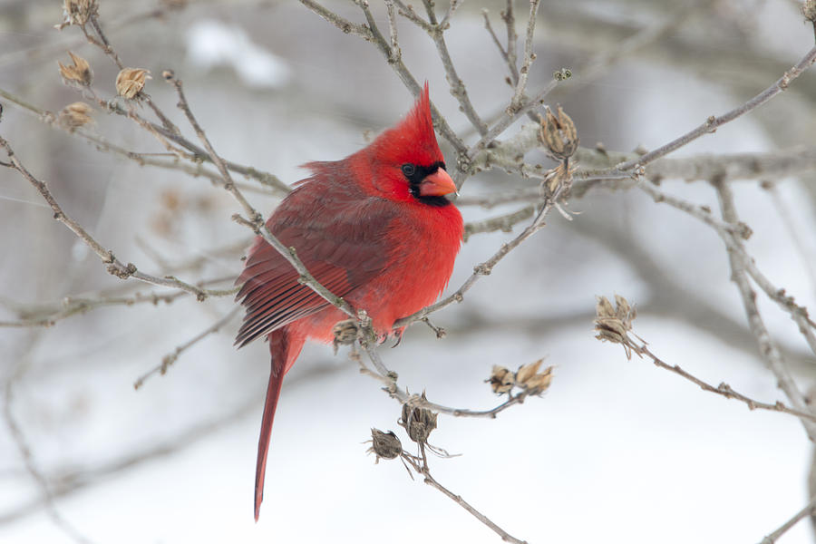 Bright Splash of Red on a Snowy Day Photograph by Skip Tribby