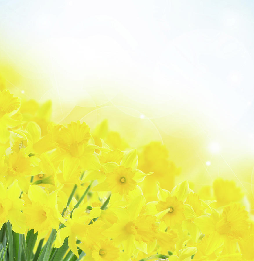 Bright Spring Narcissus Photograph by Anastasy Yarmolovich