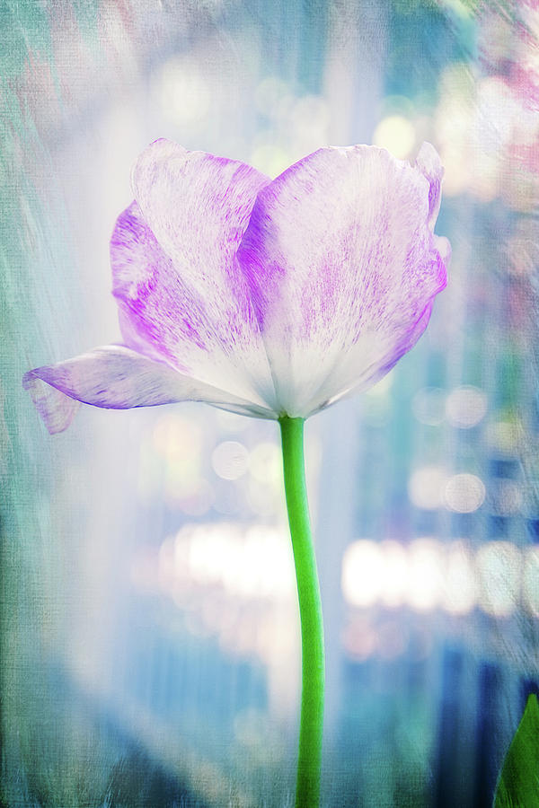Bright Spring Tulip Digital Art by Terry Davis