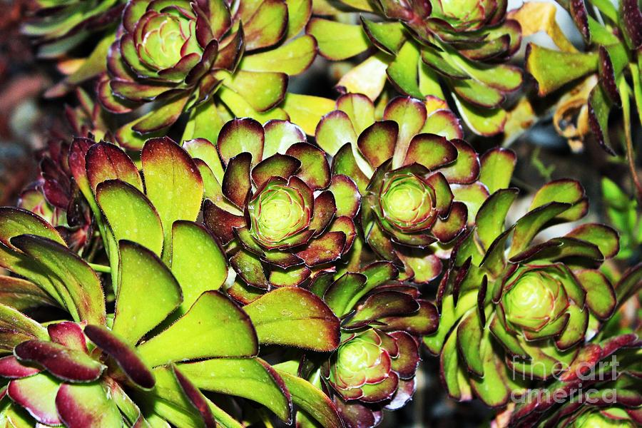 Nature Photograph - Bright Succulents by Lkb Art And Photography
