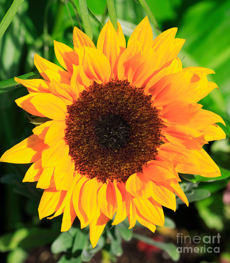 Bright sunflower Photograph by Deborah Benbrook - Fine Art America