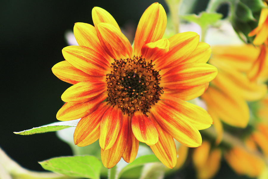 Bright Sunflower Photograph