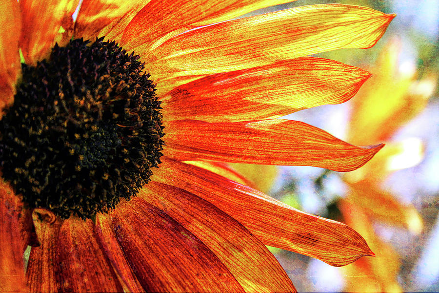 Bright Sunflower Photograph by Sherrie Triest