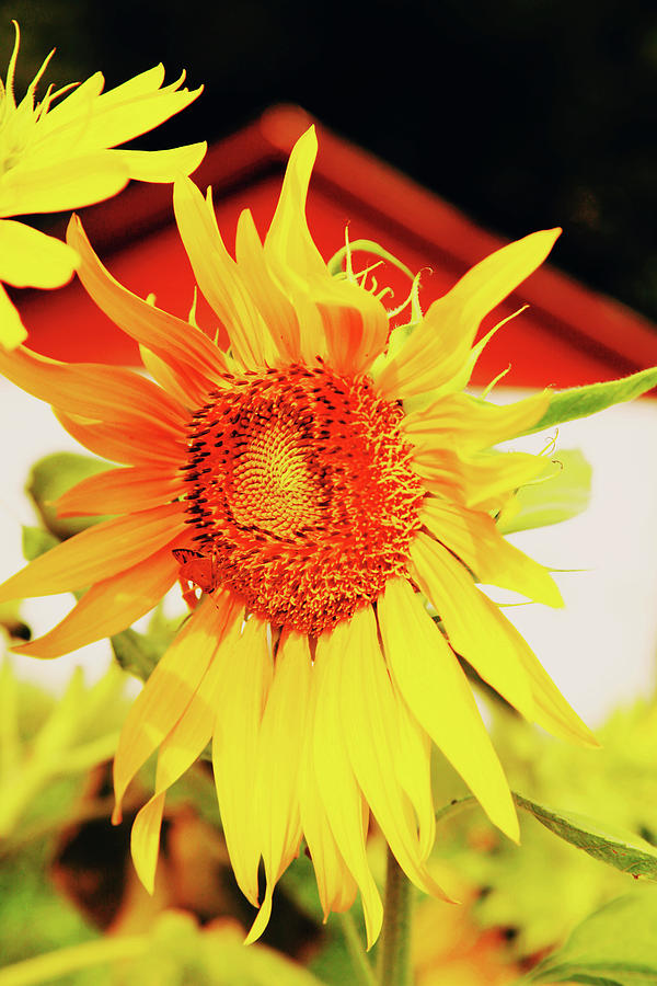 Bright Sunflower Photograph by Toni Hopper