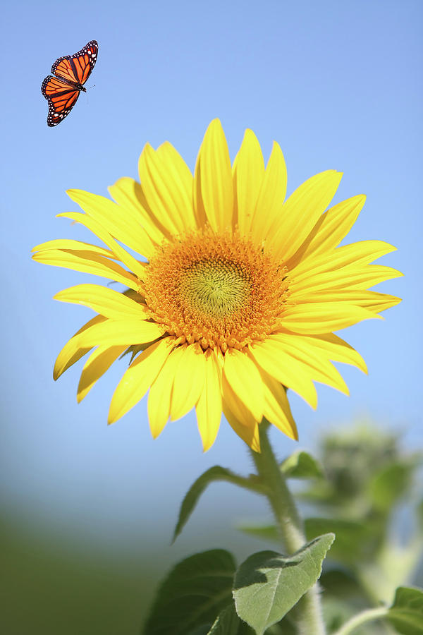 Bright Sunflower with fluttering friend Photograph by Elizabeth Spencer ...