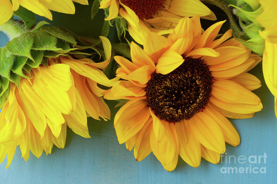 Bright Sunflowers Posy on Blue Photograph by Anastasy Yarmolovich