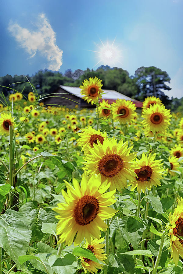 Bright Sunflowers Under Nice Skies Photograph by Darryl Brooks