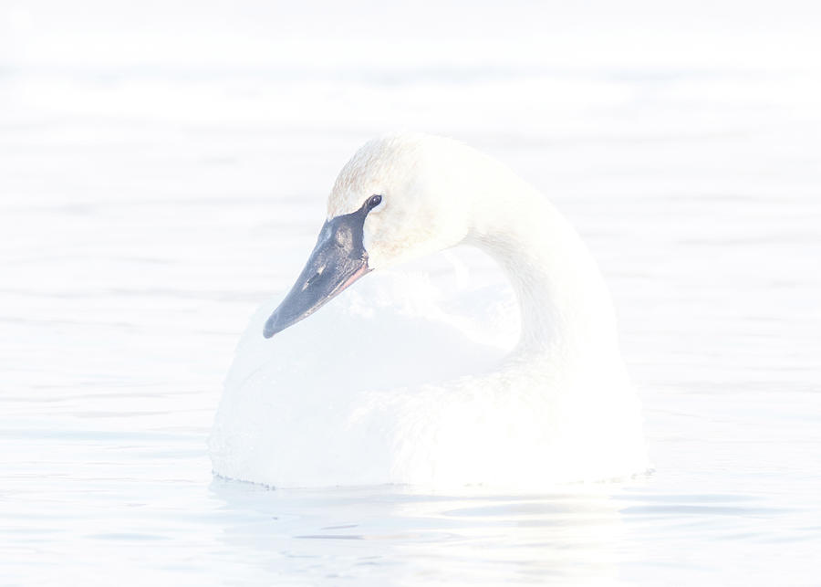Bright Swan #1 Photograph by Patti Deters