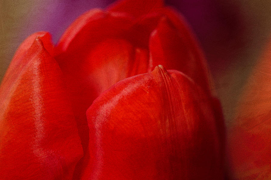 Bright Textured Tulip Photograph by Arlene Carmel