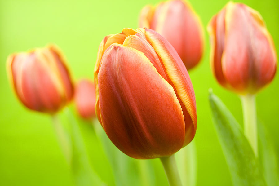 Tulip Photograph - Bright Tulips by Marc Huebner