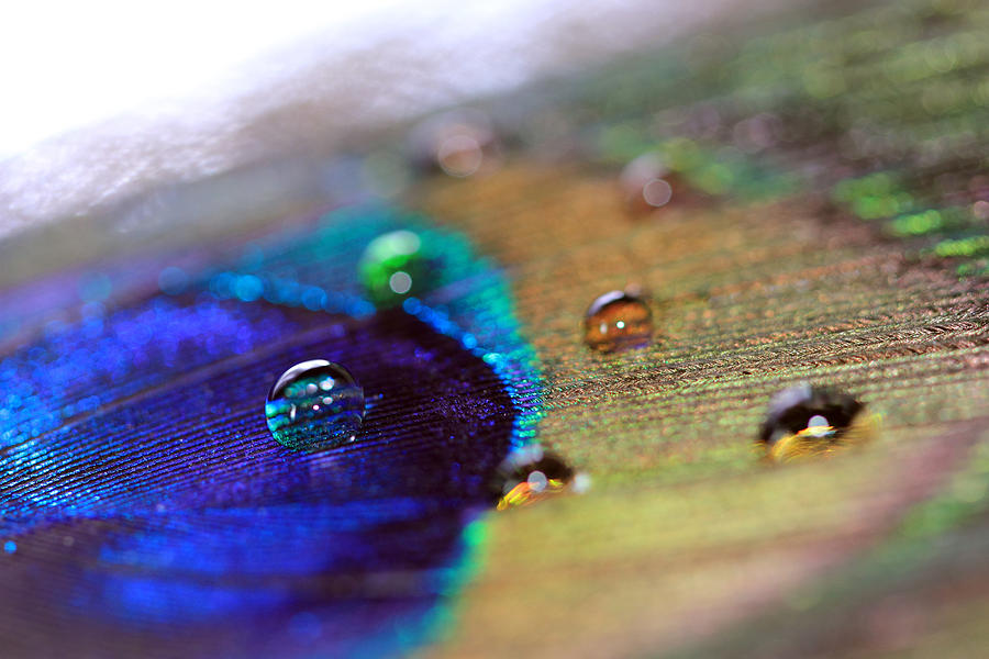 Bright Water Drops Photograph by Angela Murdock Bright Water Drops Photograph by Angela Murdock