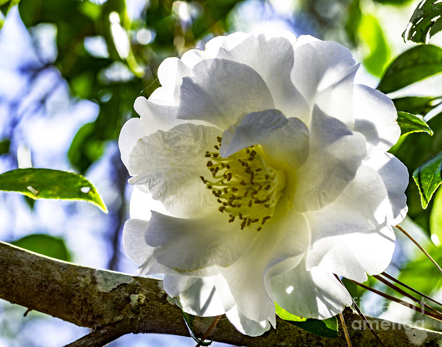 Bright White Camellia  Photograph by Ken Frischkorn