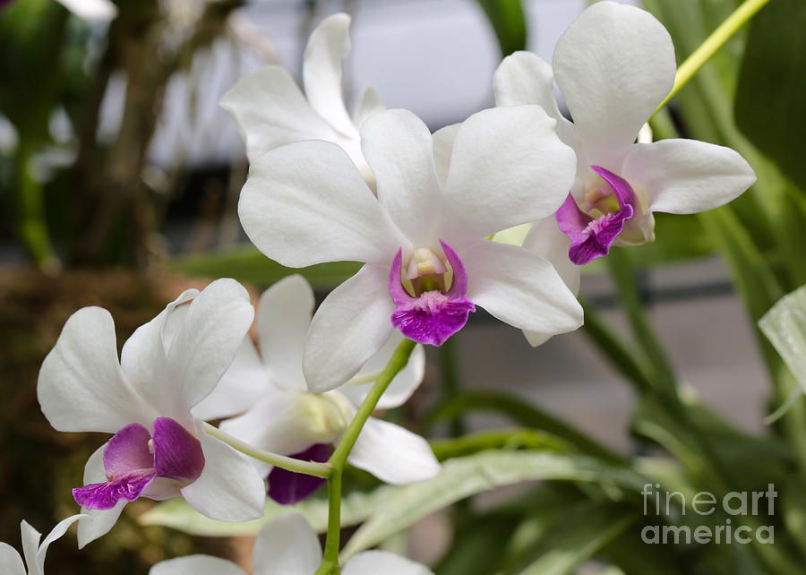 Bright White Orchids Photograph by Carol Groenen