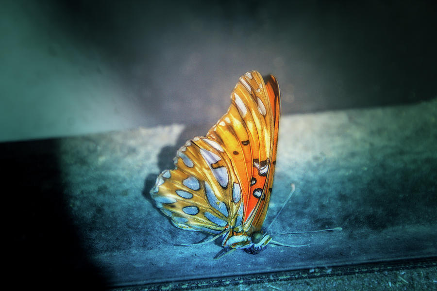 Butterfly Digital Art - Bright Wings by Terry Davis