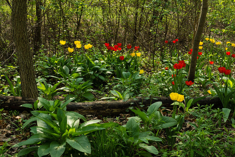 Bright Yellow and Red Tulips in the Forest - Enjoying the Beauty of Spring Photograph by Georgia Mizuleva