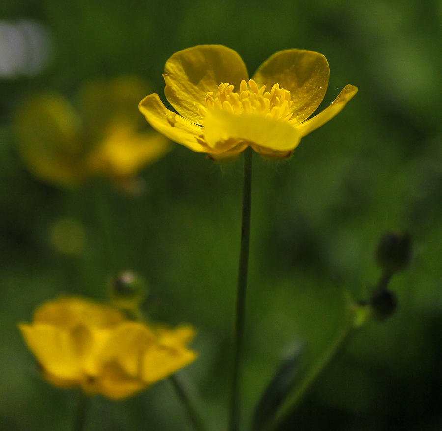 yellow flower buttercup