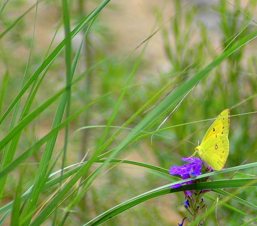 Bright Yellow Butterfly Photograph