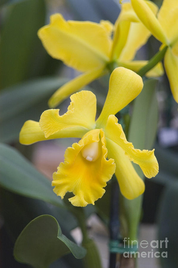 Bright yellow cattleya orchid Photograph by Allan Seiden - Printscapes ...