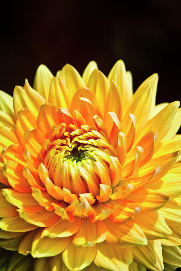 Chrysanthemums: How To Grow This Autumnal Flower | Australian House and  Garden